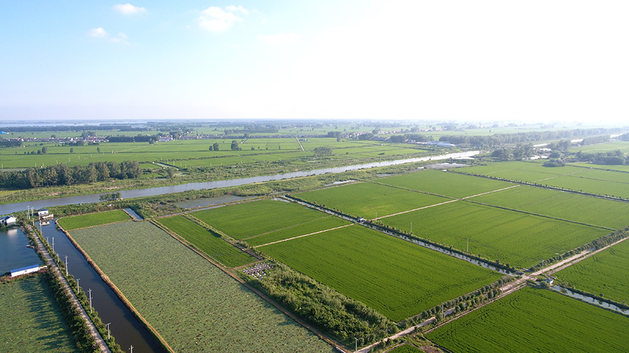 岔東大米有機稻米種植基地